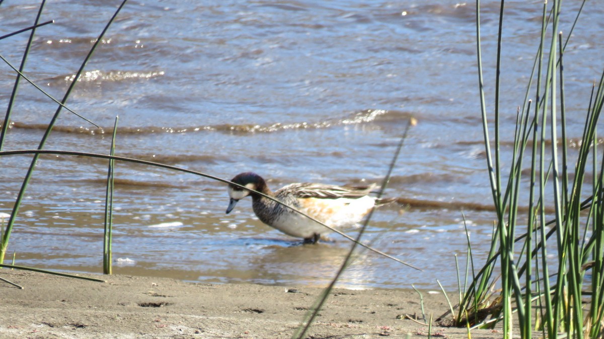 Chiloe Wigeon - ML616104032