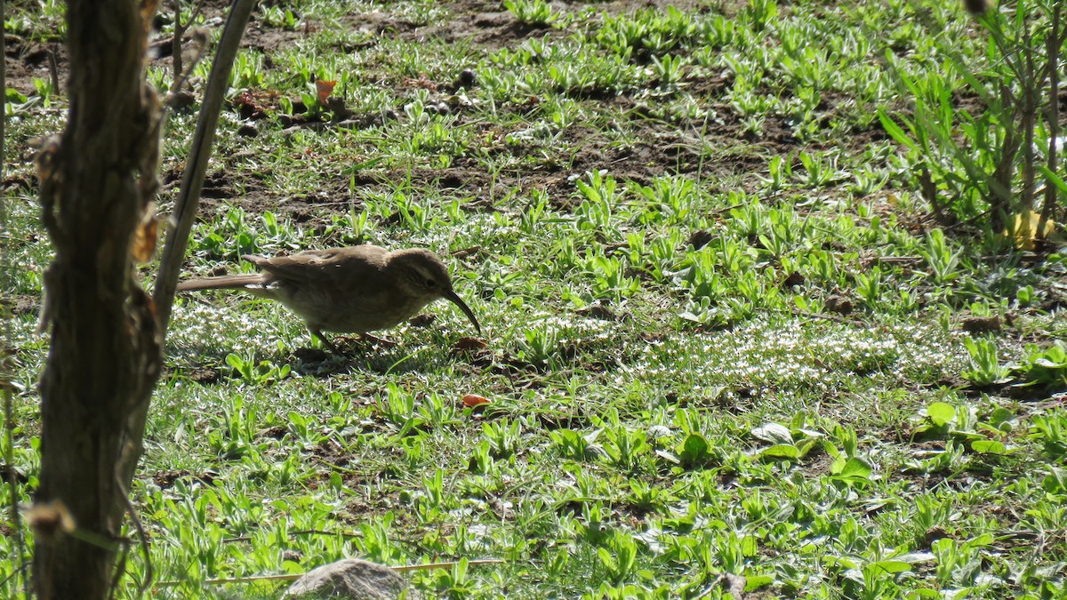 Scale-throated Earthcreeper - ML616104039