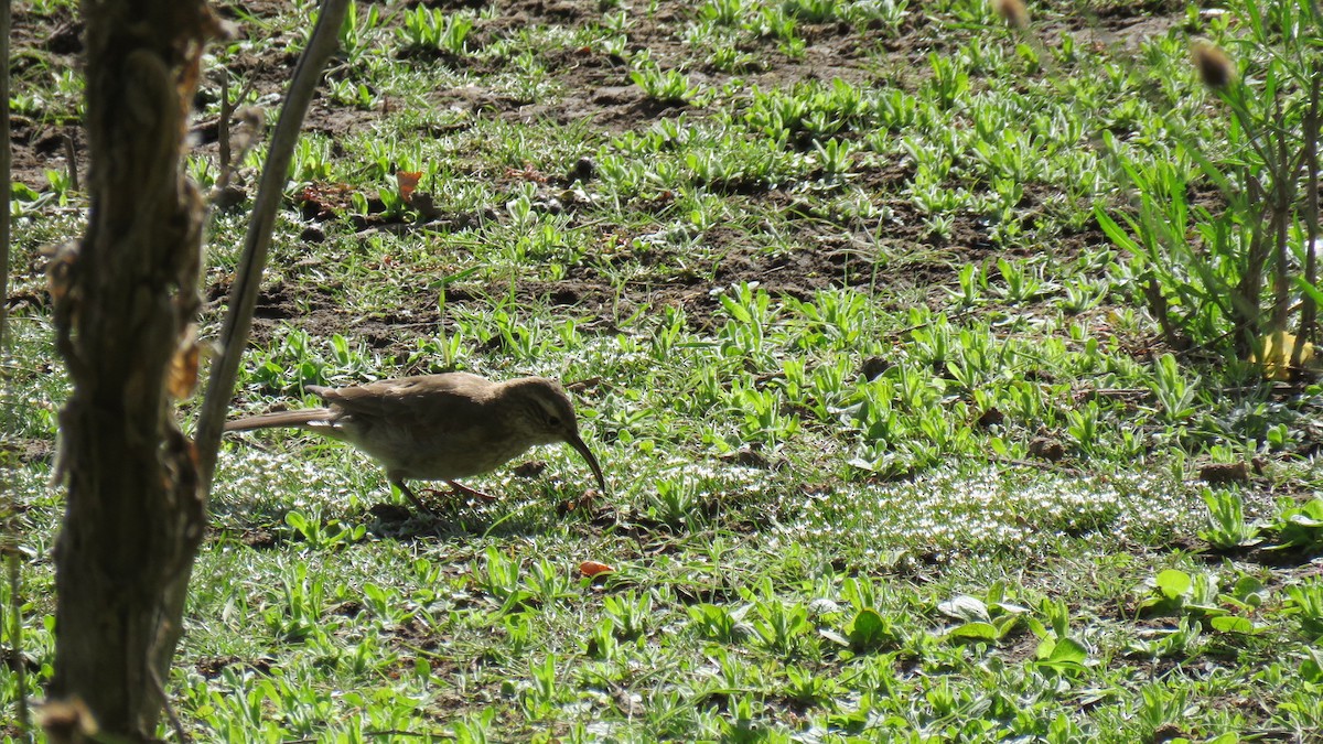 Scale-throated Earthcreeper - ML616104040