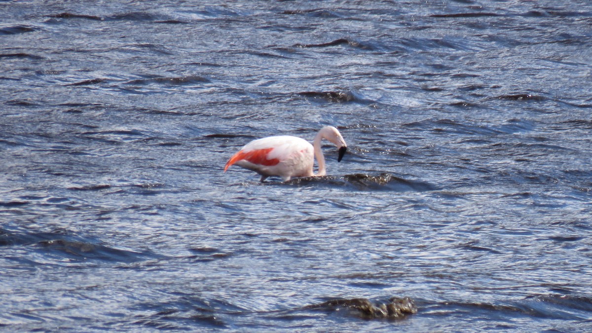 Chilean Flamingo - ML616104063