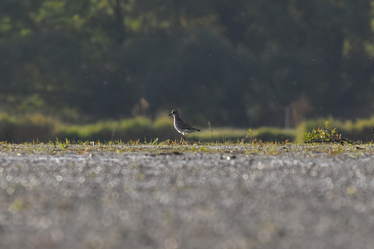 Black-bellied Plover - ML616104067