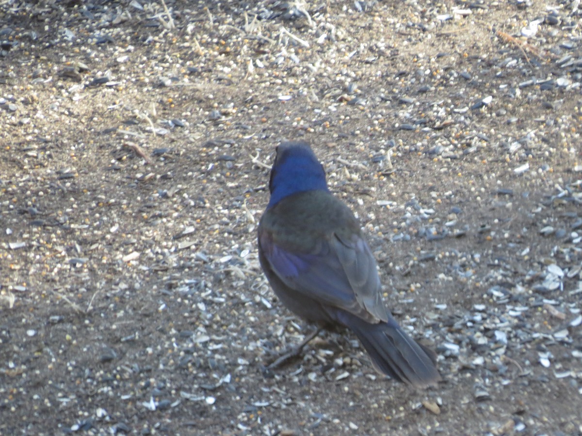 Common Grackle - Robin Maercklein