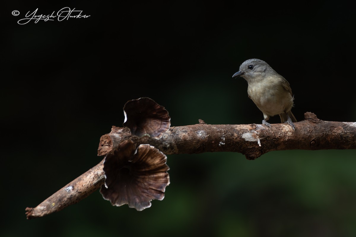 Brown-cheeked Fulvetta - Yogesh Oturkar