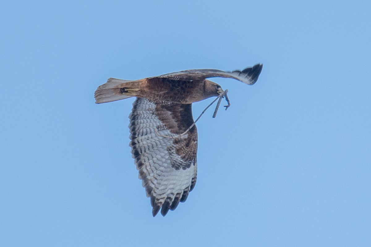 Red-tailed Hawk - Jeff Bleam