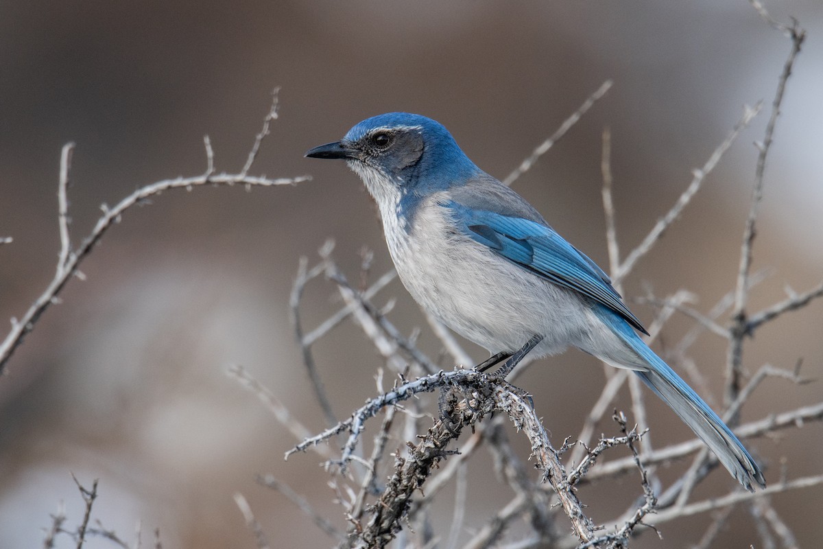 California Scrub-Jay - Jeff Bleam