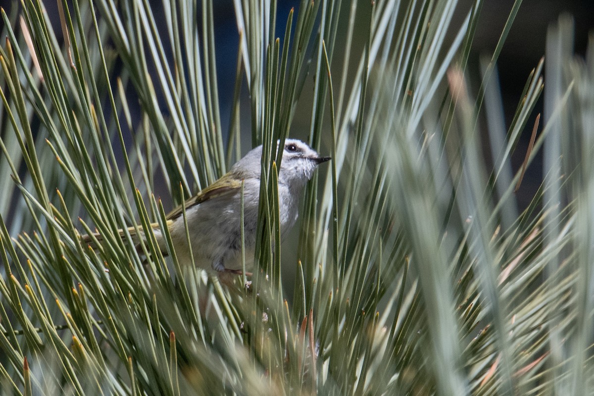 Golden-crowned Kinglet - Jeff Bleam