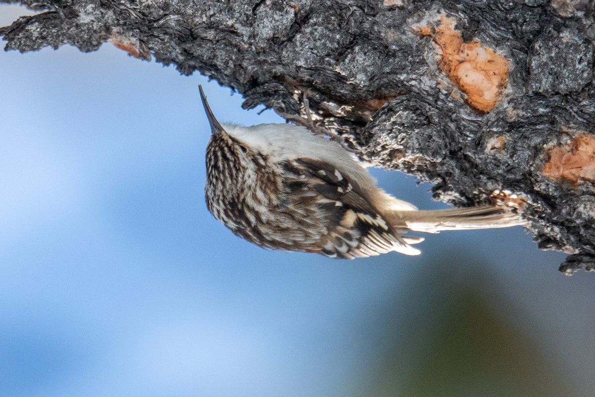 Brown Creeper - Jeff Bleam