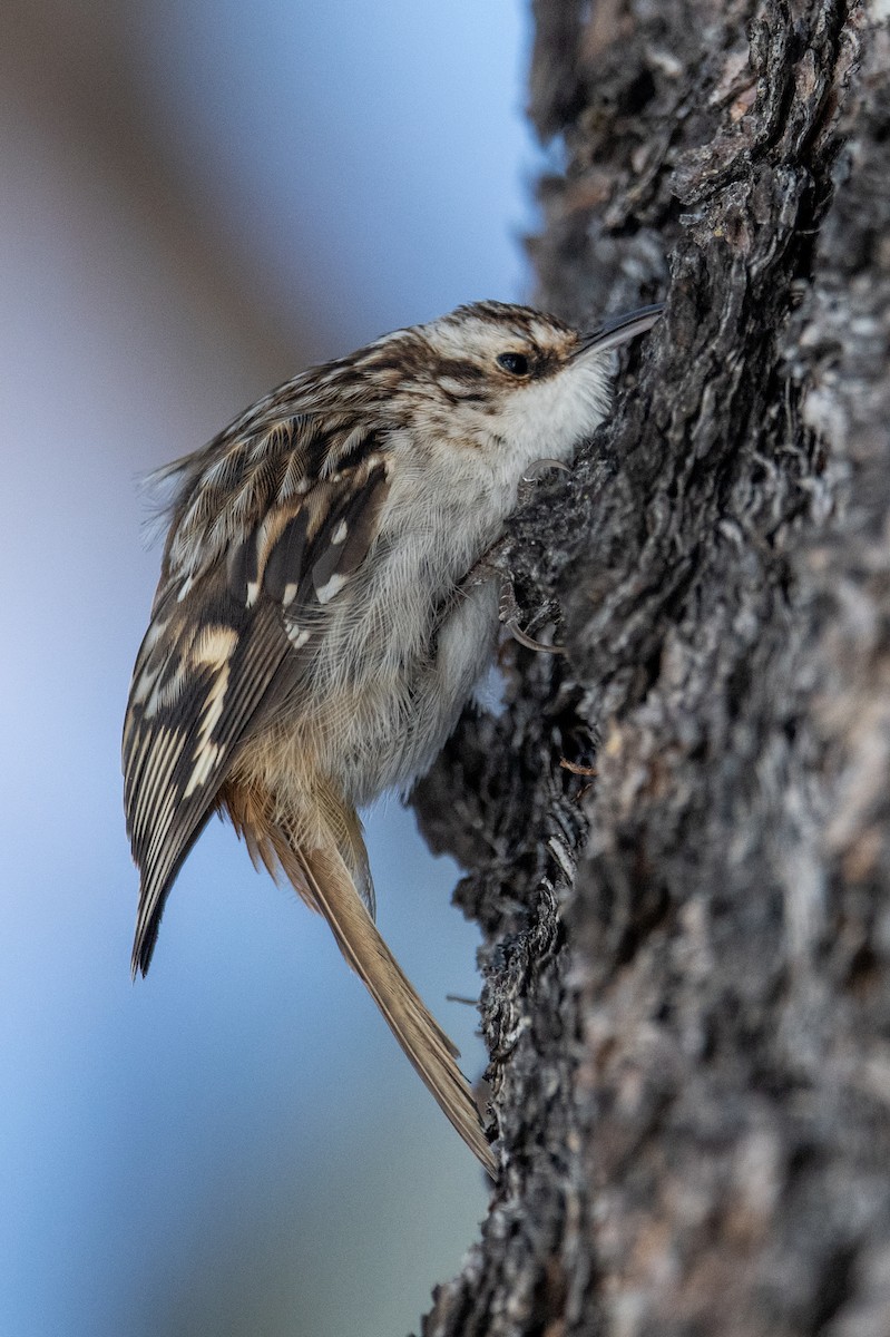 Brown Creeper - Jeff Bleam