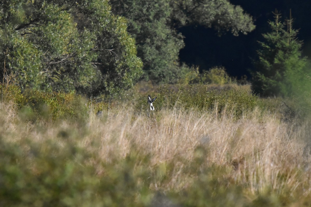 Great Gray Shrike - ML616104294