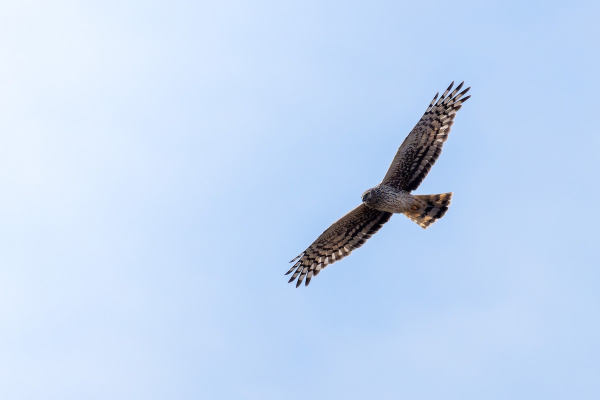 Hen Harrier - ML616104303