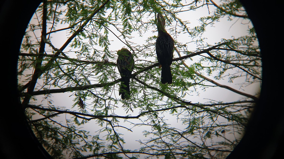 Anhinga d'Amérique - ML616104386