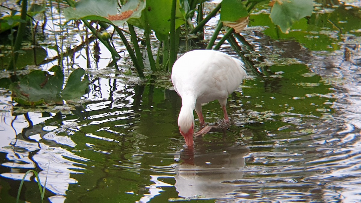 ibis bílý - ML616104410