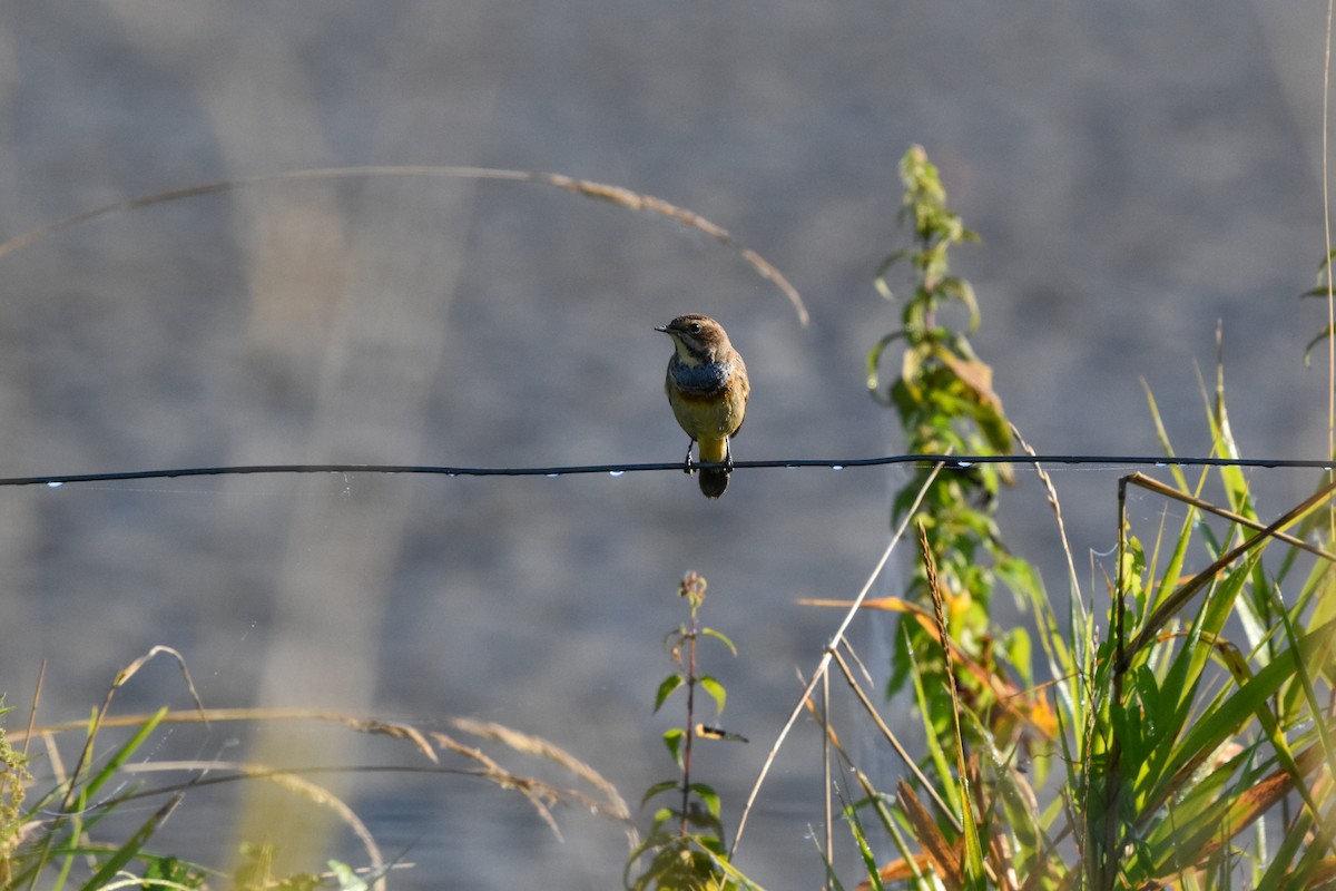 Bluethroat - Šimon Červený