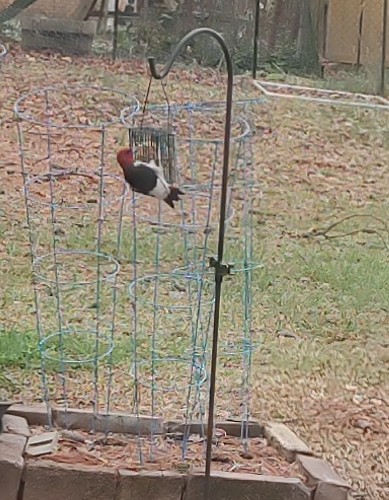 Red-headed Woodpecker - ML616104444