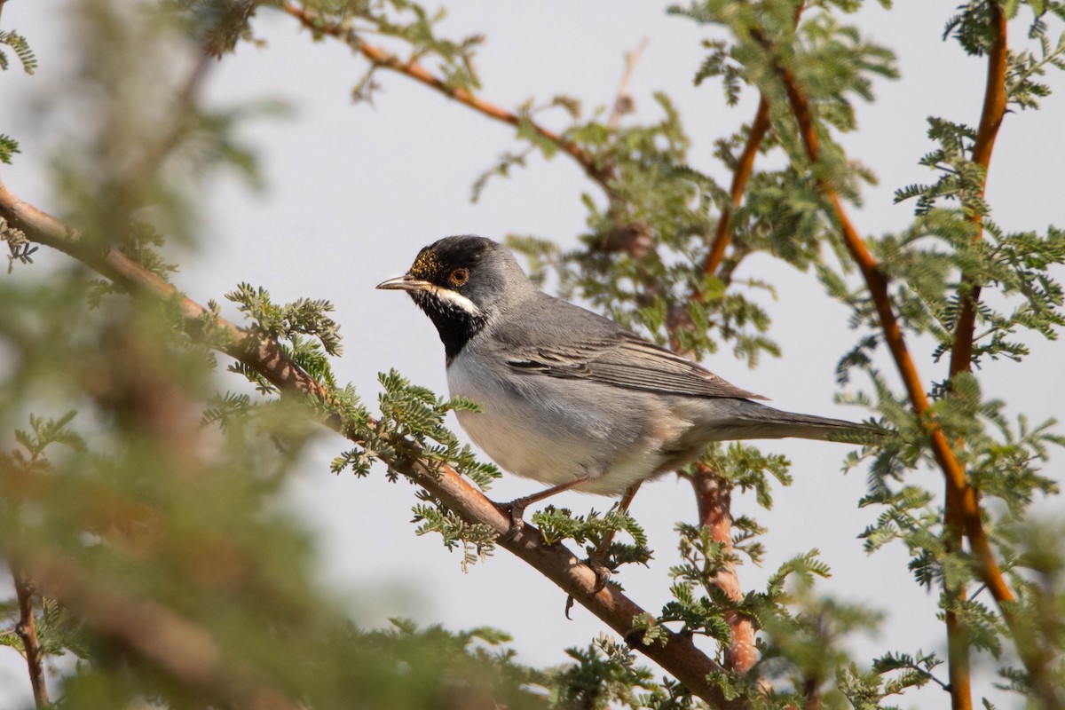 Rüppell's Warbler - uri laor