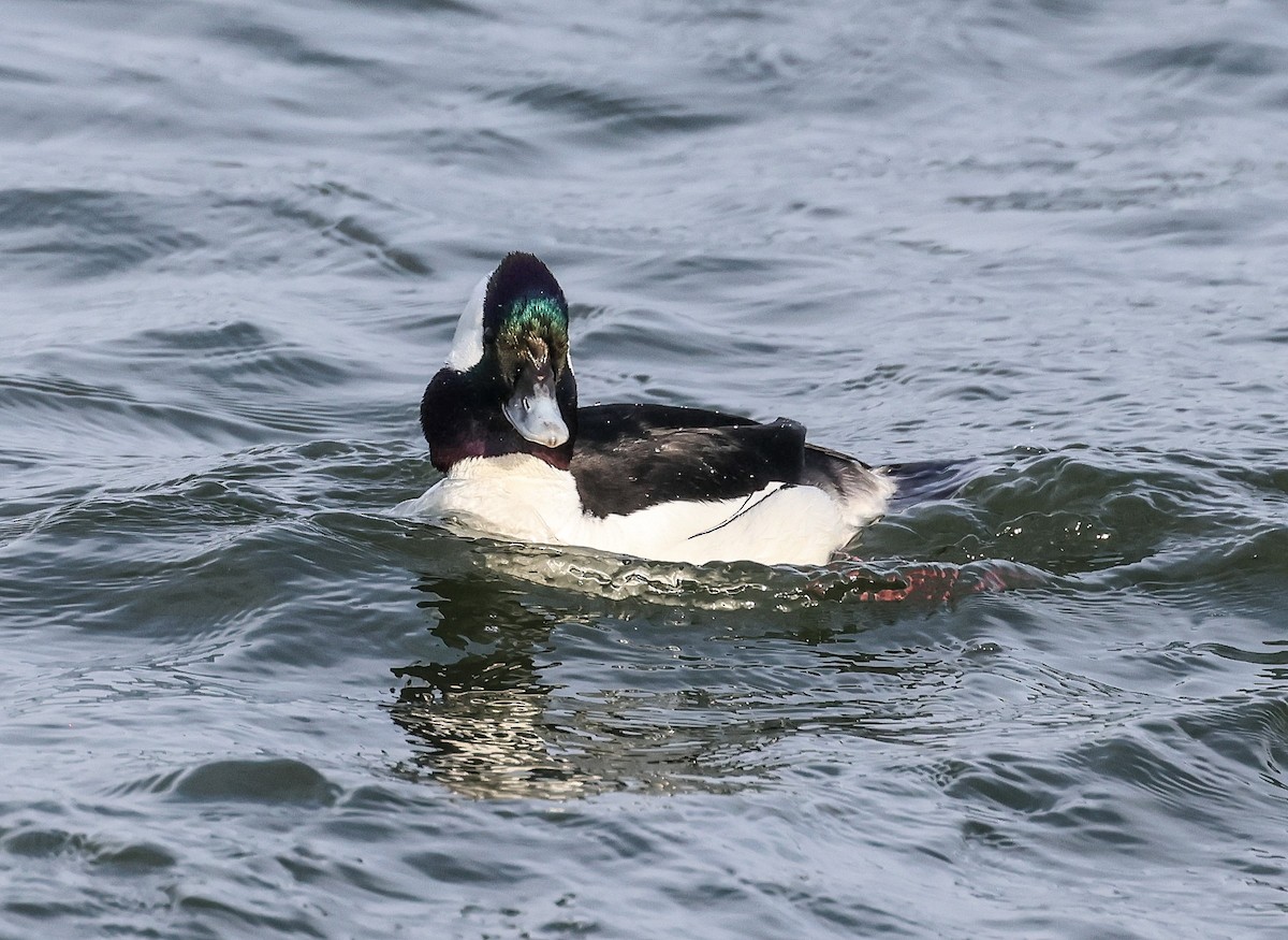 Bufflehead - ML616104567