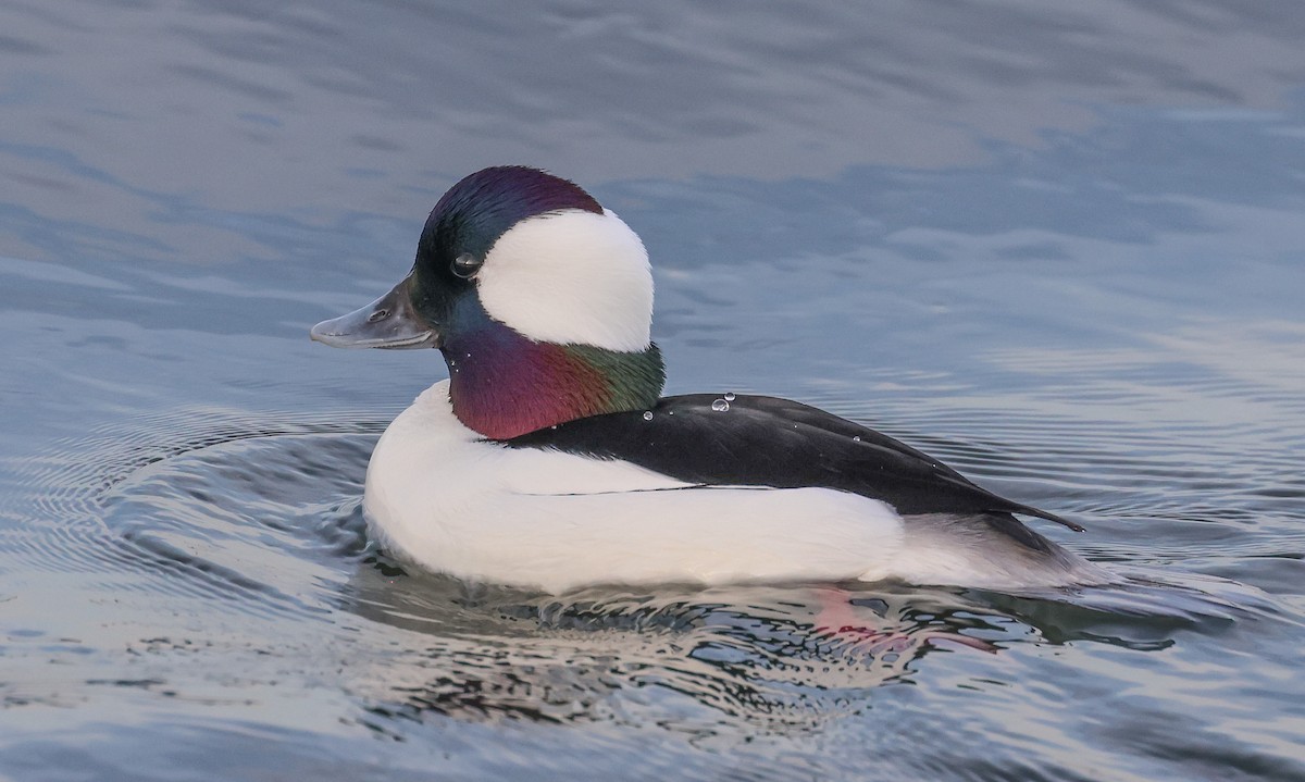 Bufflehead - ML616104572