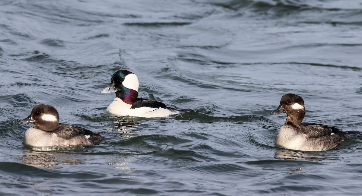 Bufflehead - ML616104575