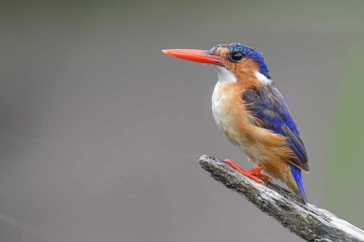 Malachite Kingfisher - Regard Van Dyk