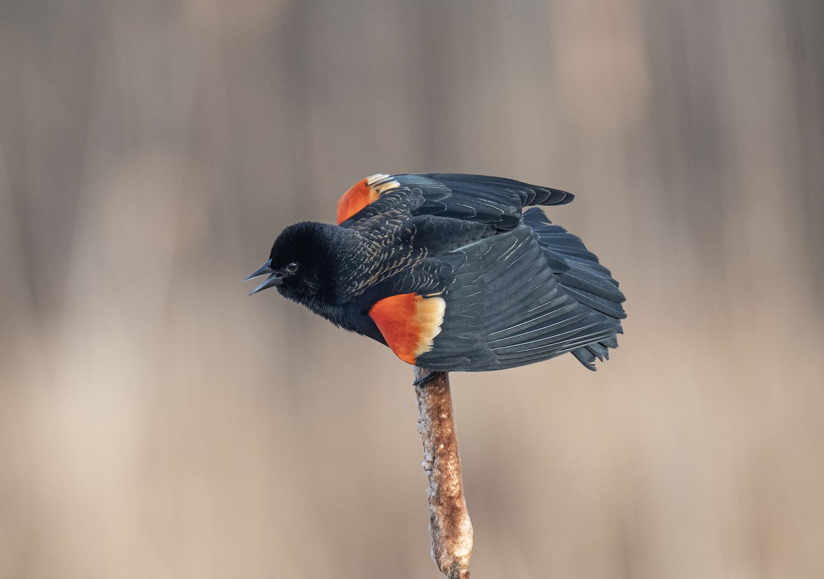Red-winged Blackbird - Ronnie d'Entremont