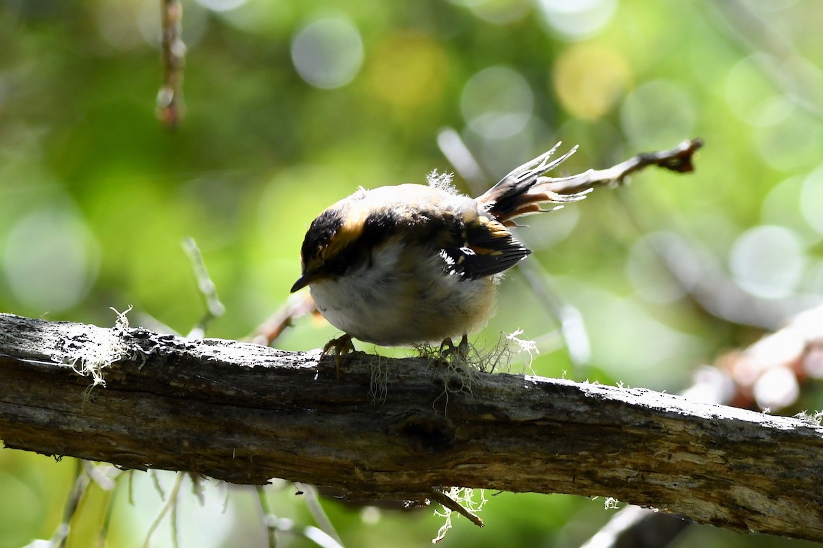 Thorn-tailed Rayadito - ML616104607