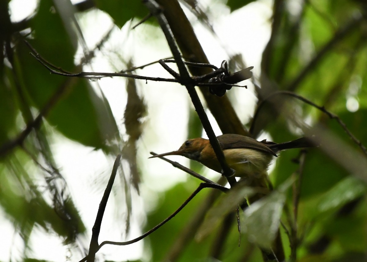 Long-billed Gnatwren - ML616104619