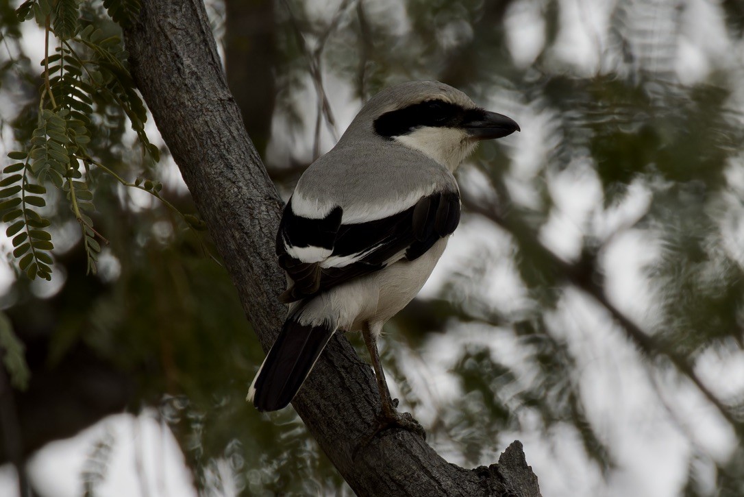 Сорокопуд сірий (підвид pallidirostris) - ML616104645