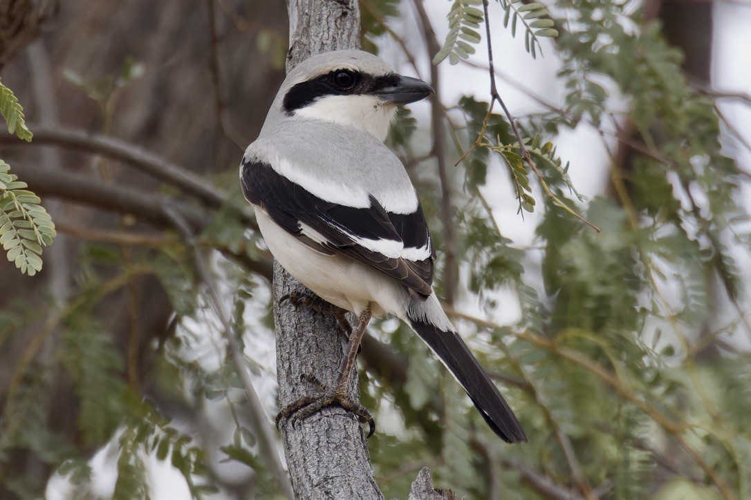 Great Gray Shrike (Steppe) - ML616104647