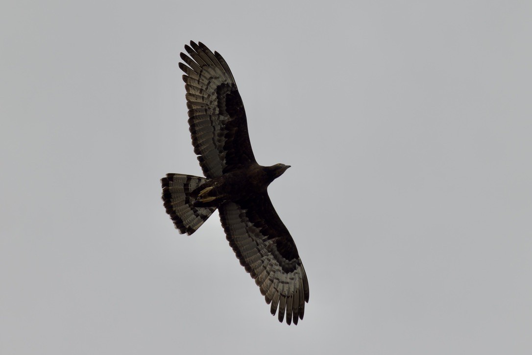 Oriental Honey-buzzard - ML616104666