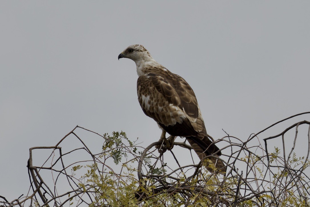 Oriental Honey-buzzard - ML616104667