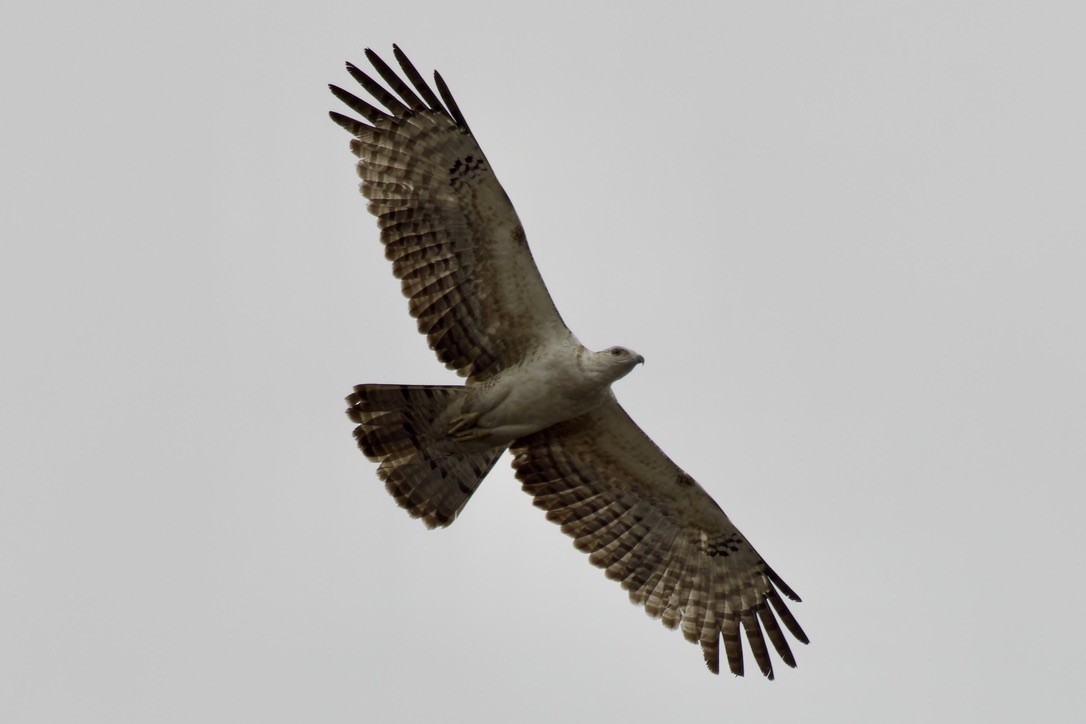 Oriental Honey-buzzard - Ted Burkett