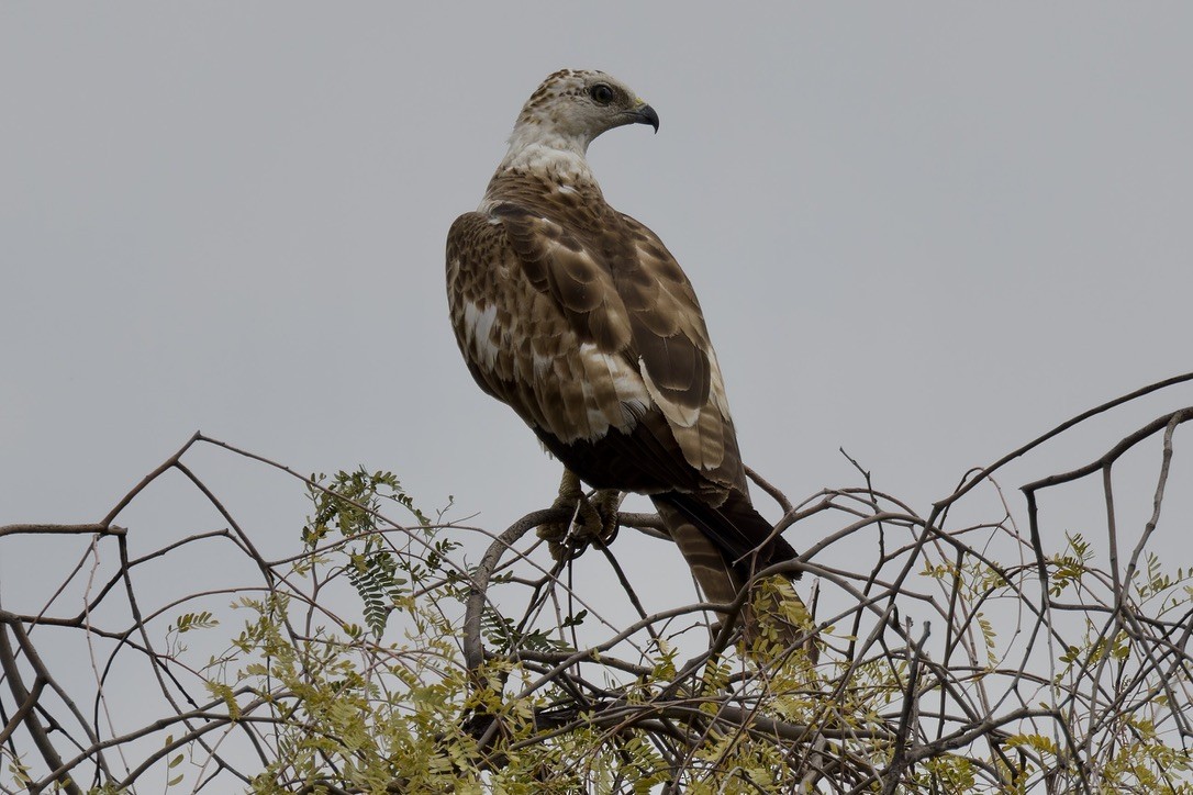 Oriental Honey-buzzard - ML616104670