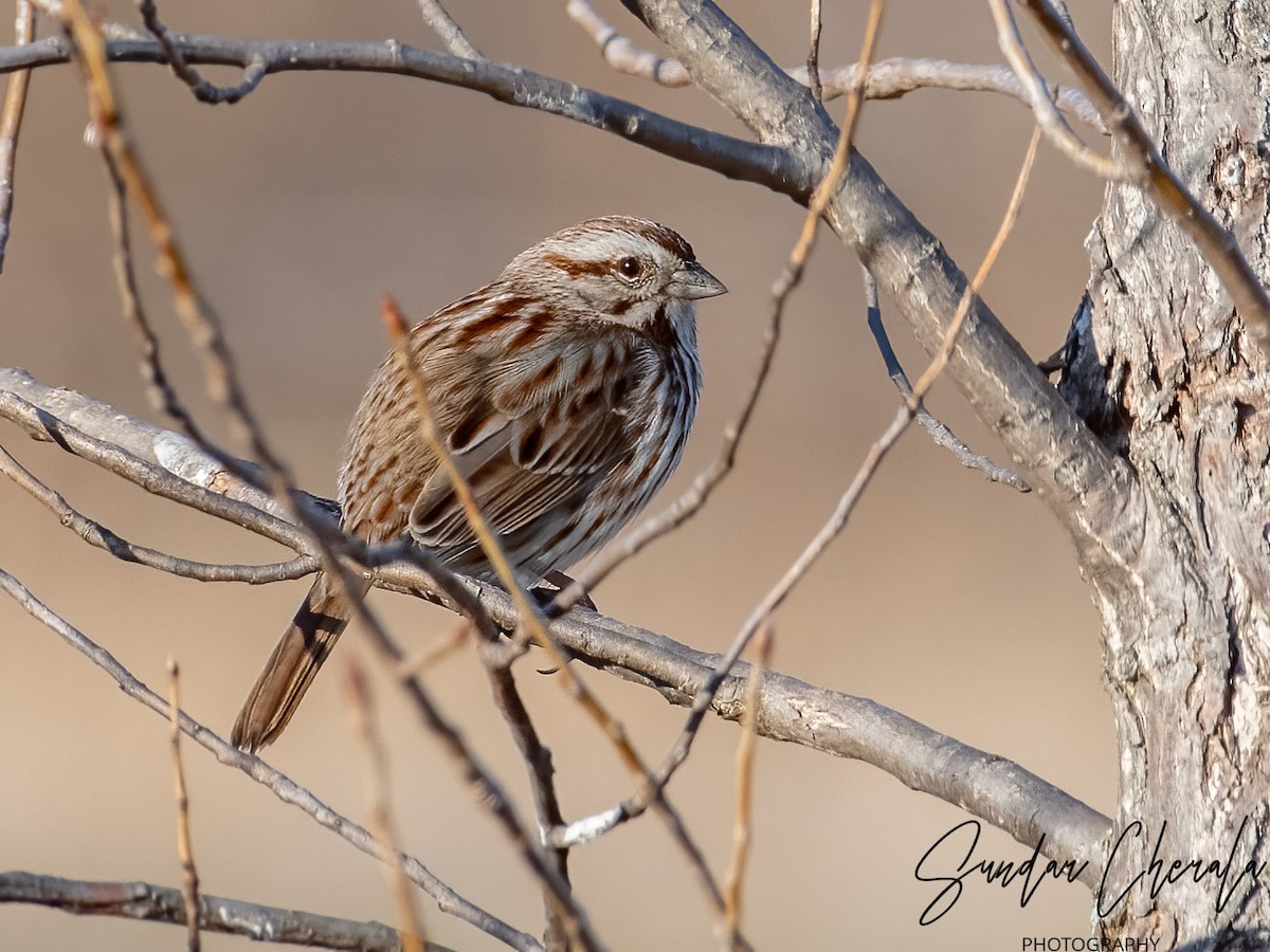 Song Sparrow - ML616104699