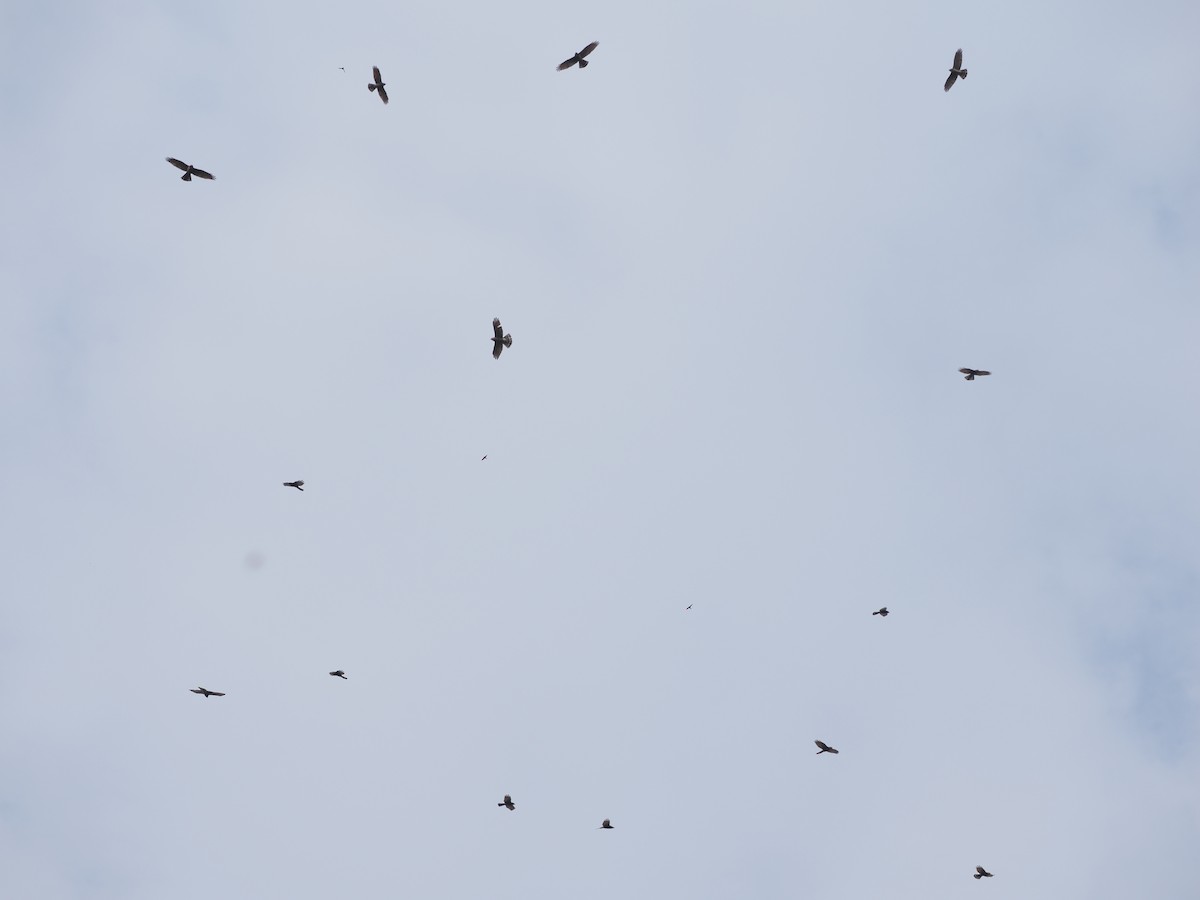 Gray-faced Buzzard - ML616104783