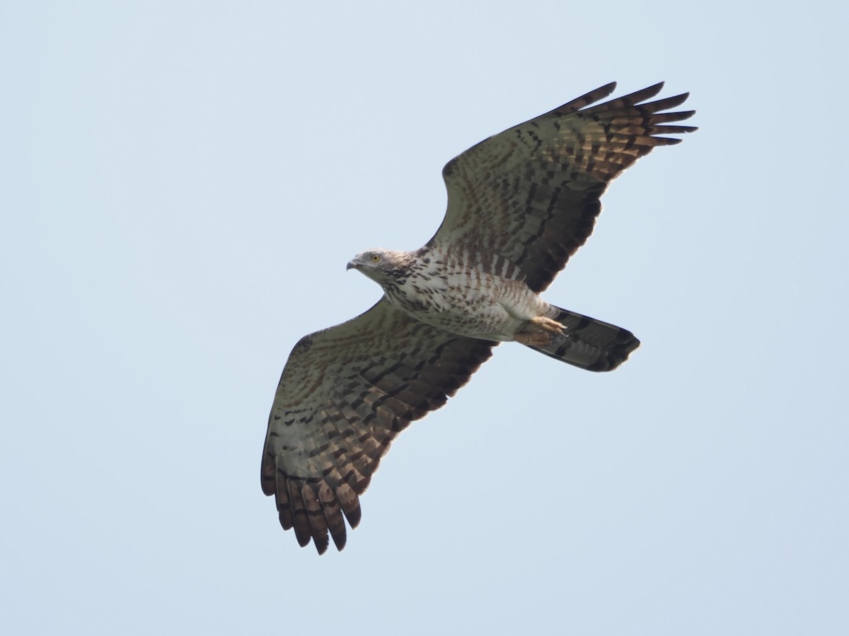 Oriental Honey-buzzard - ML616104803