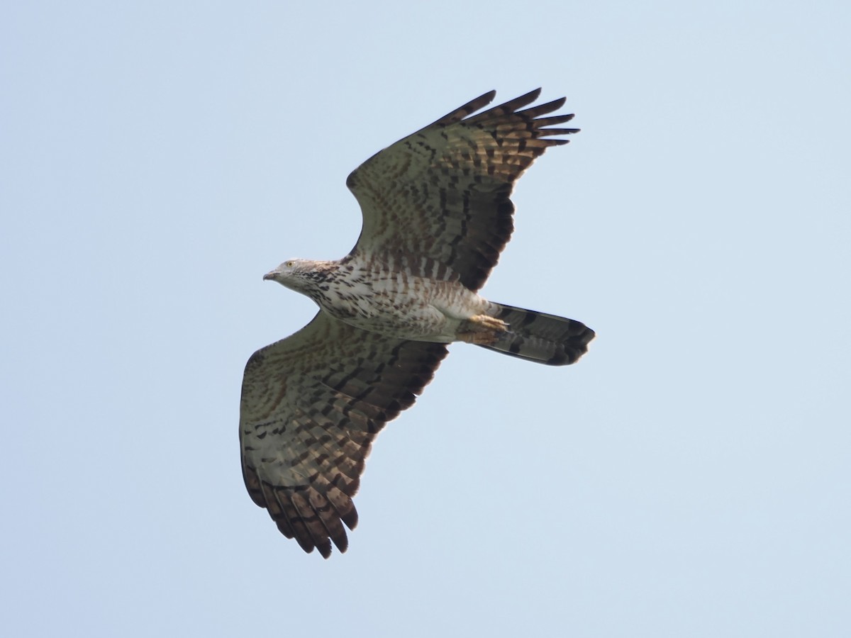 Oriental Honey-buzzard - ML616104804