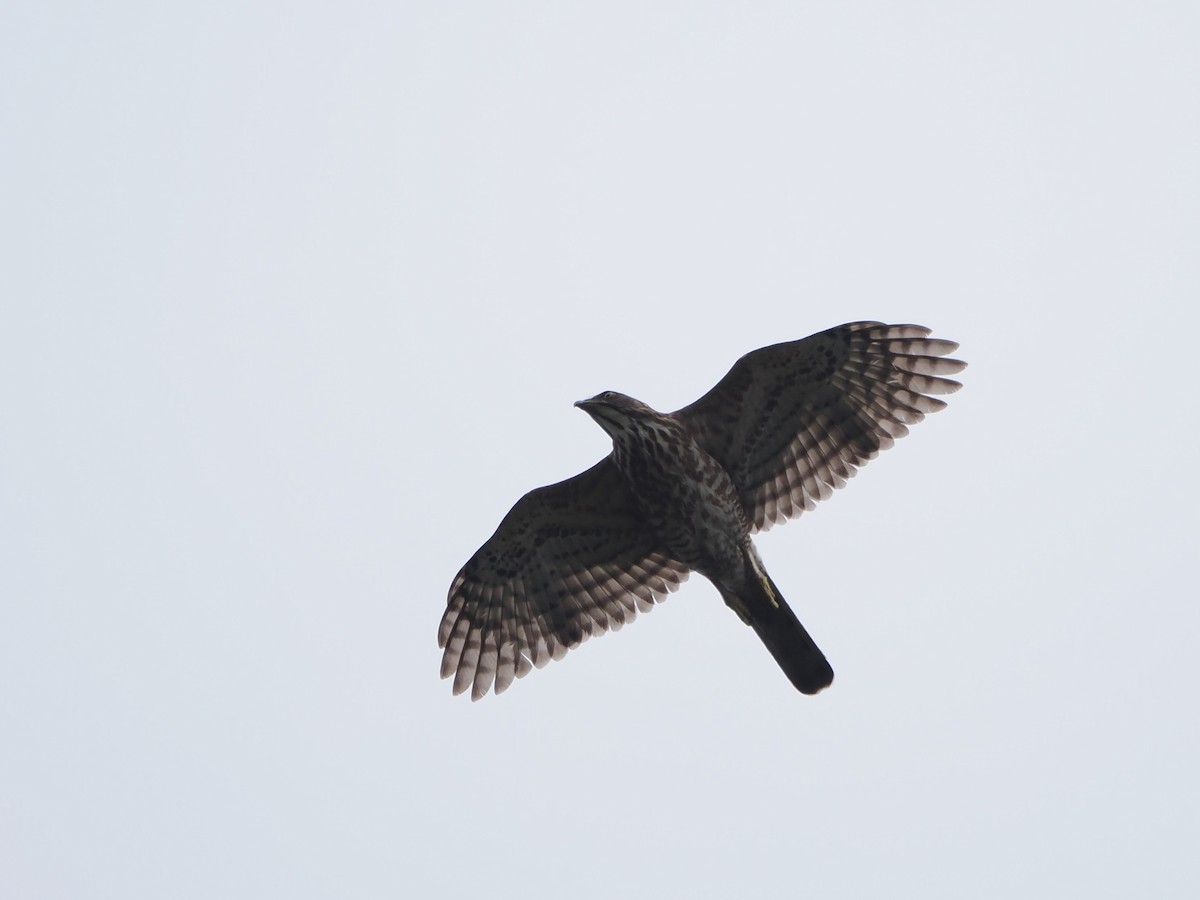 Crested Goshawk - ML616104809