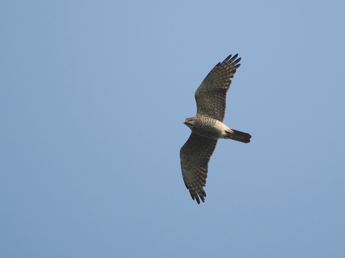 Gray-faced Buzzard - Kuan Chih Yu