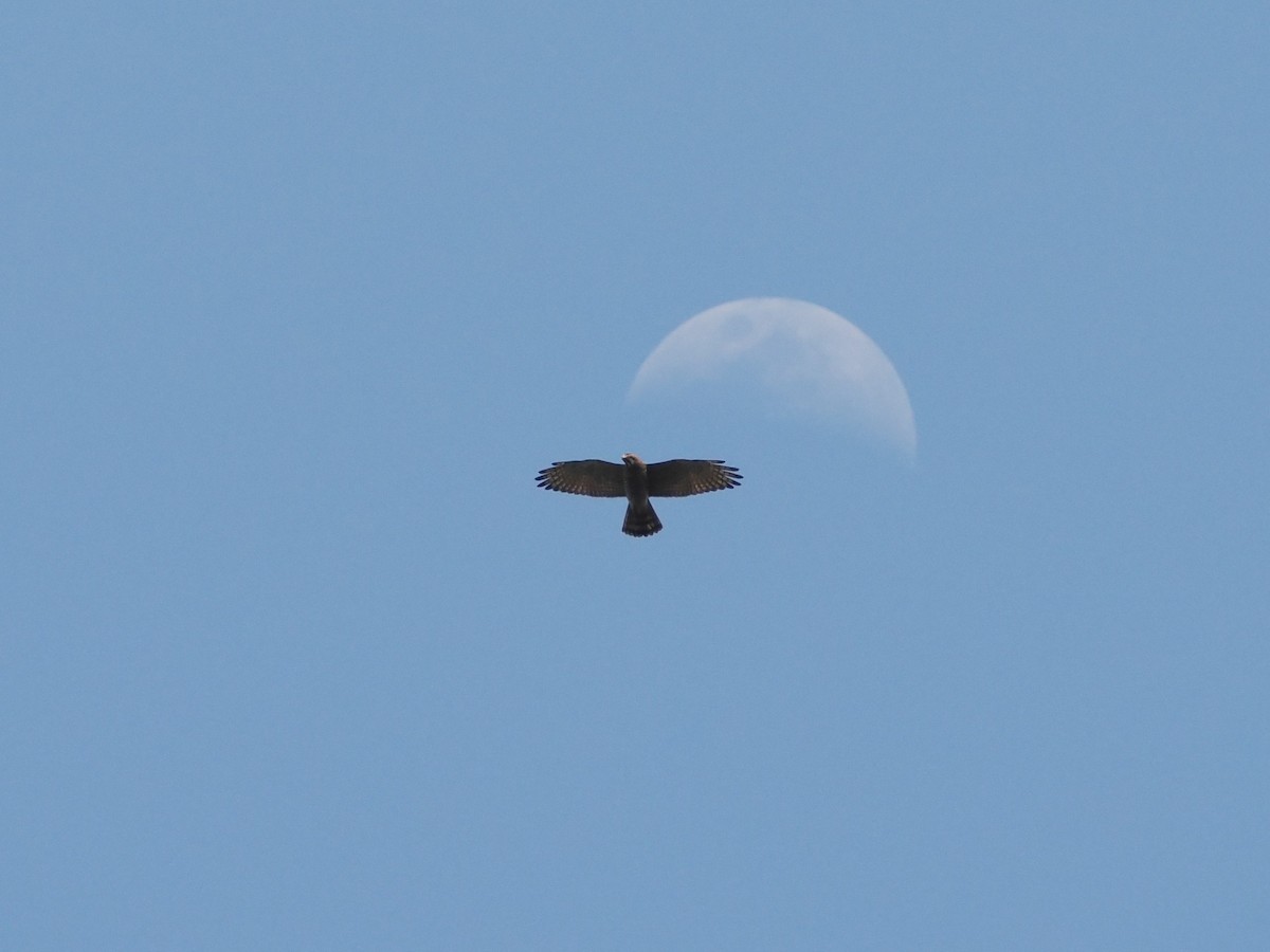 Gray-faced Buzzard - ML616104841