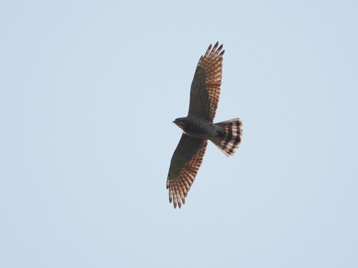 Gray-faced Buzzard - Kuan Chih Yu