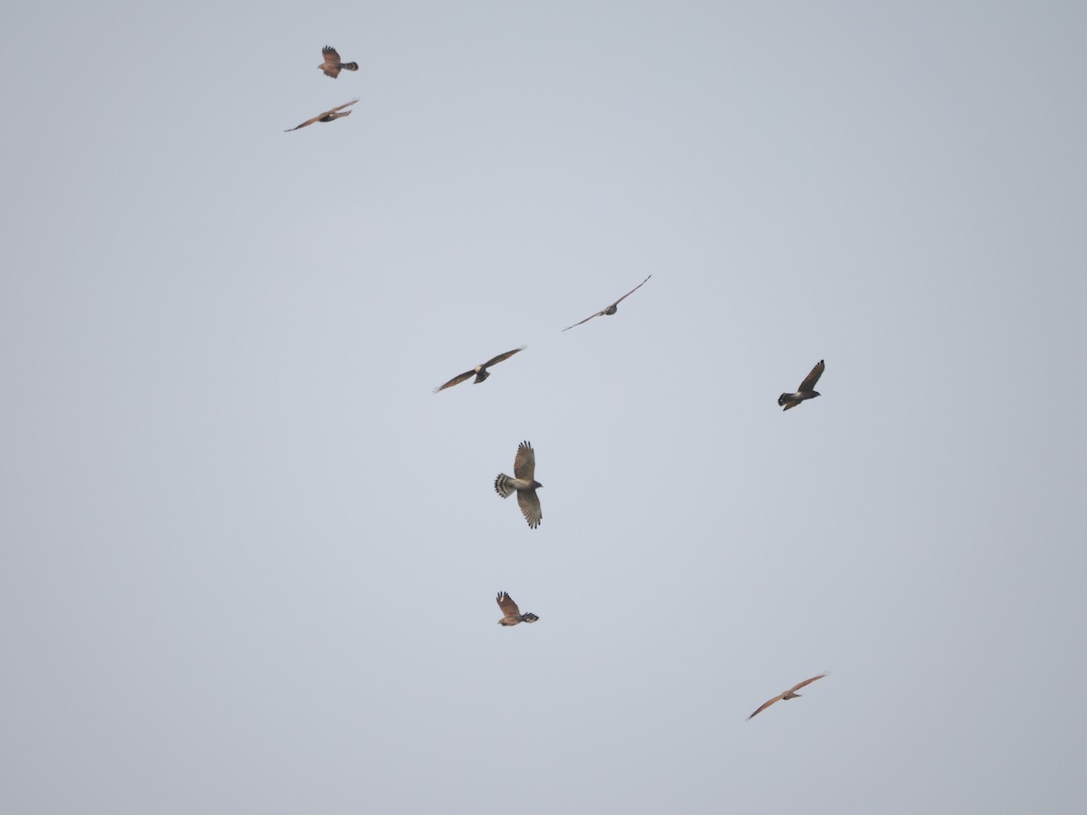 Gray-faced Buzzard - Kuan Chih Yu