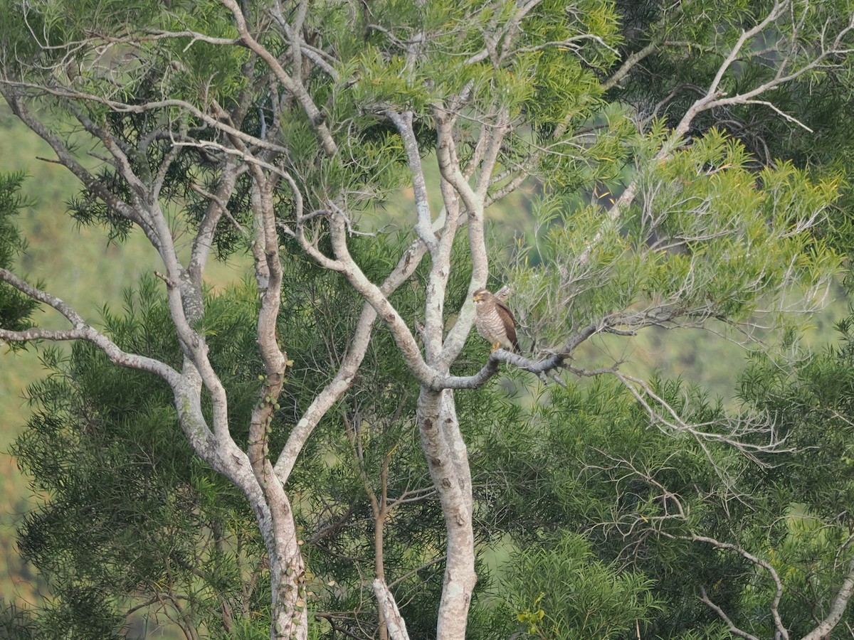 Gray-faced Buzzard - ML616104844