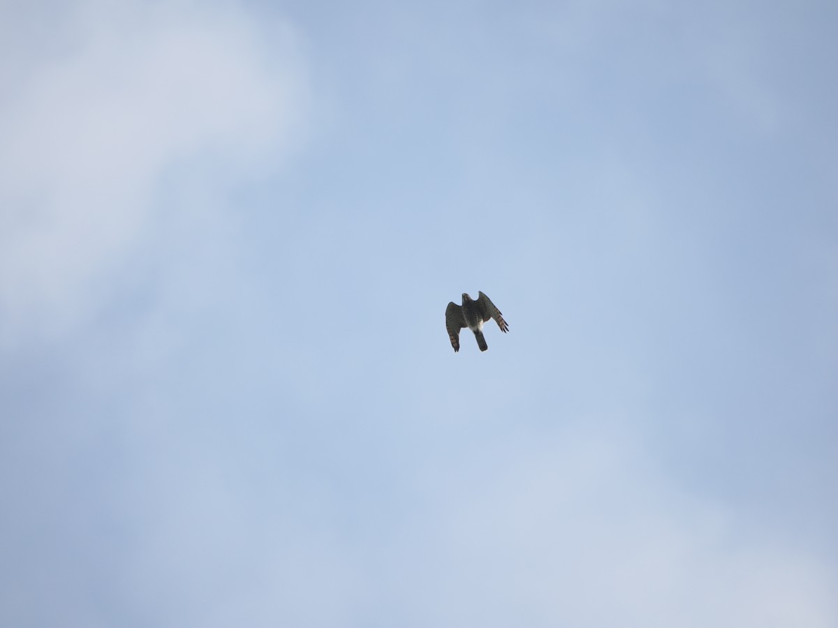 Gray-faced Buzzard - Kuan Chih Yu