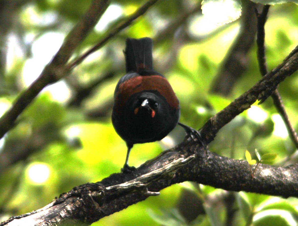 South Island Saddleback - ML616104848