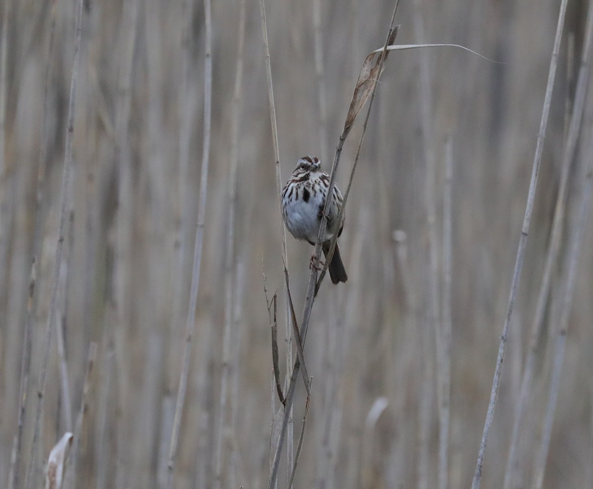 Song Sparrow - ML616104893