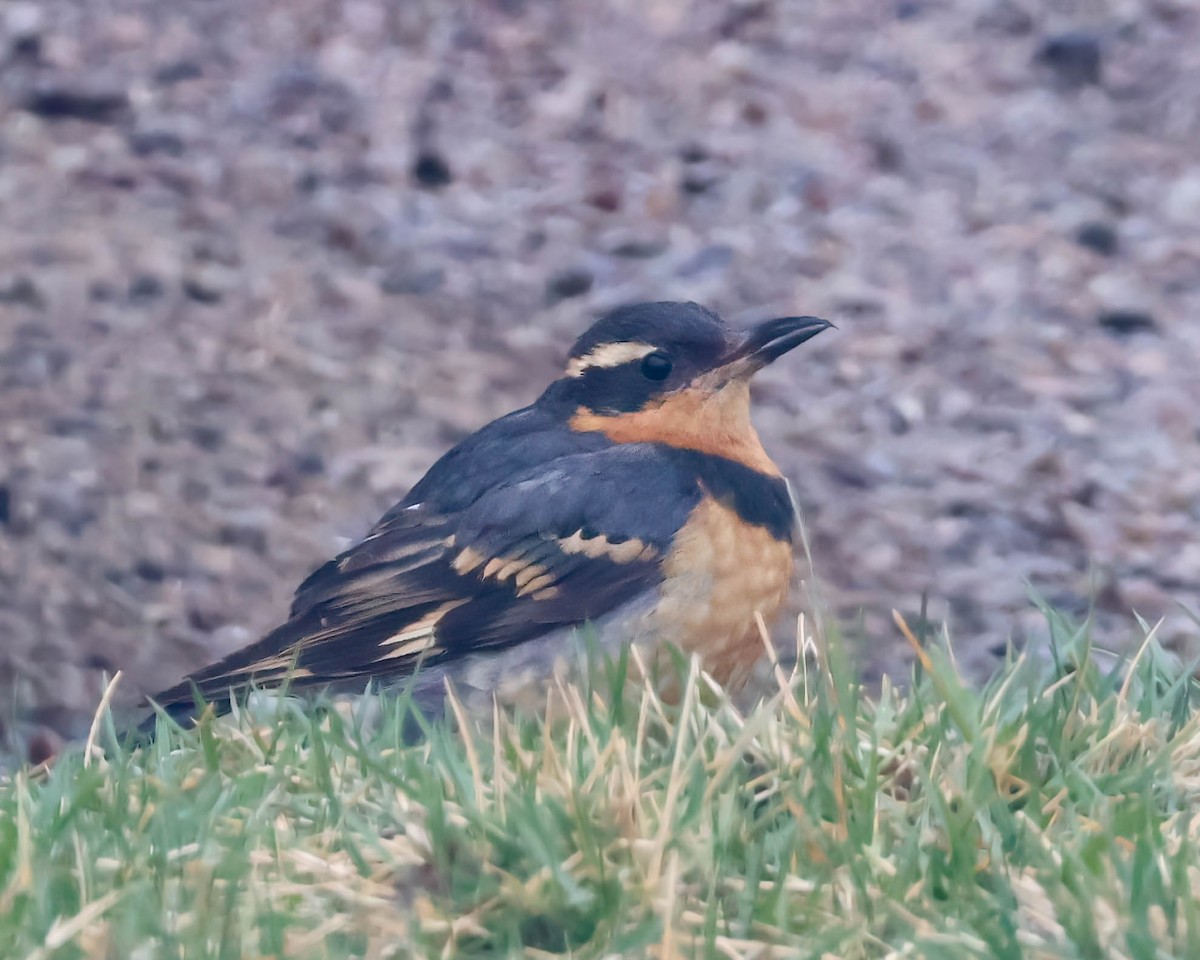 Varied Thrush - ML616104900