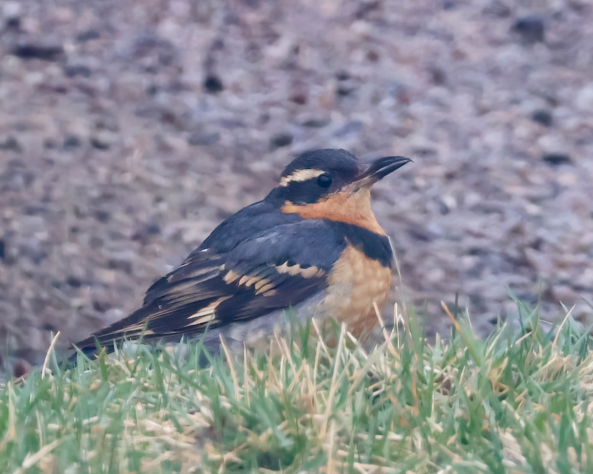 Varied Thrush - ML616104900