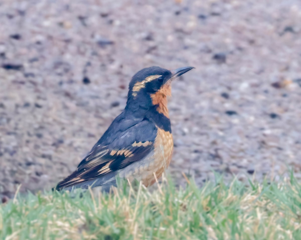 Varied Thrush - ML616104902