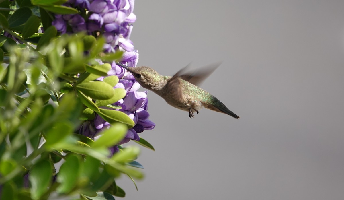 Anna's Hummingbird - ML616104922