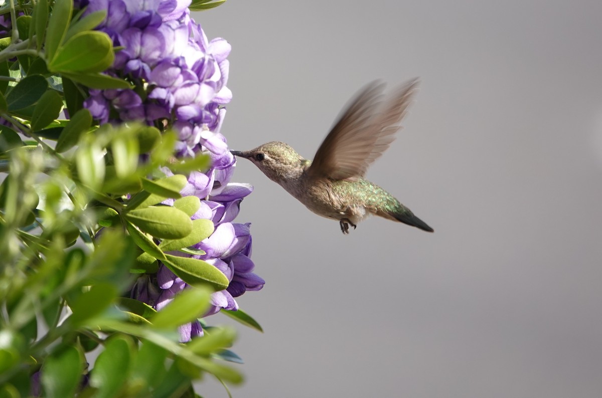 Anna's Hummingbird - ML616104923
